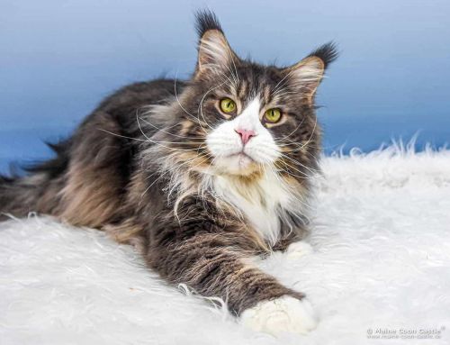 Max of Maine Coon Castle Max of Maine Coon Castle