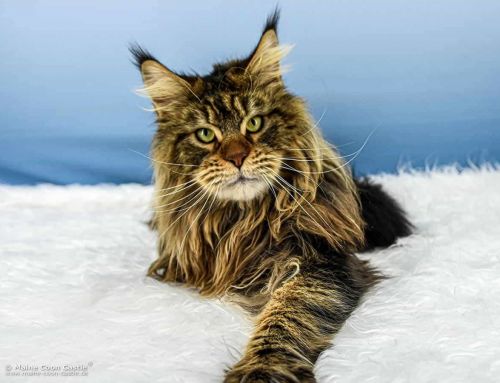 Nick of Maine Coon Castle Nick of Maine Coon Castle