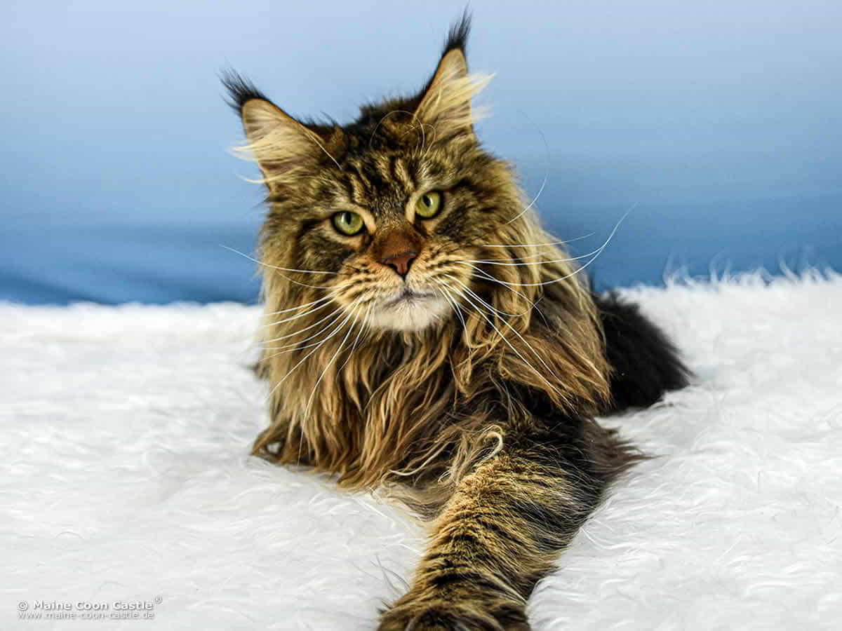Nick of Maine Coon Castle