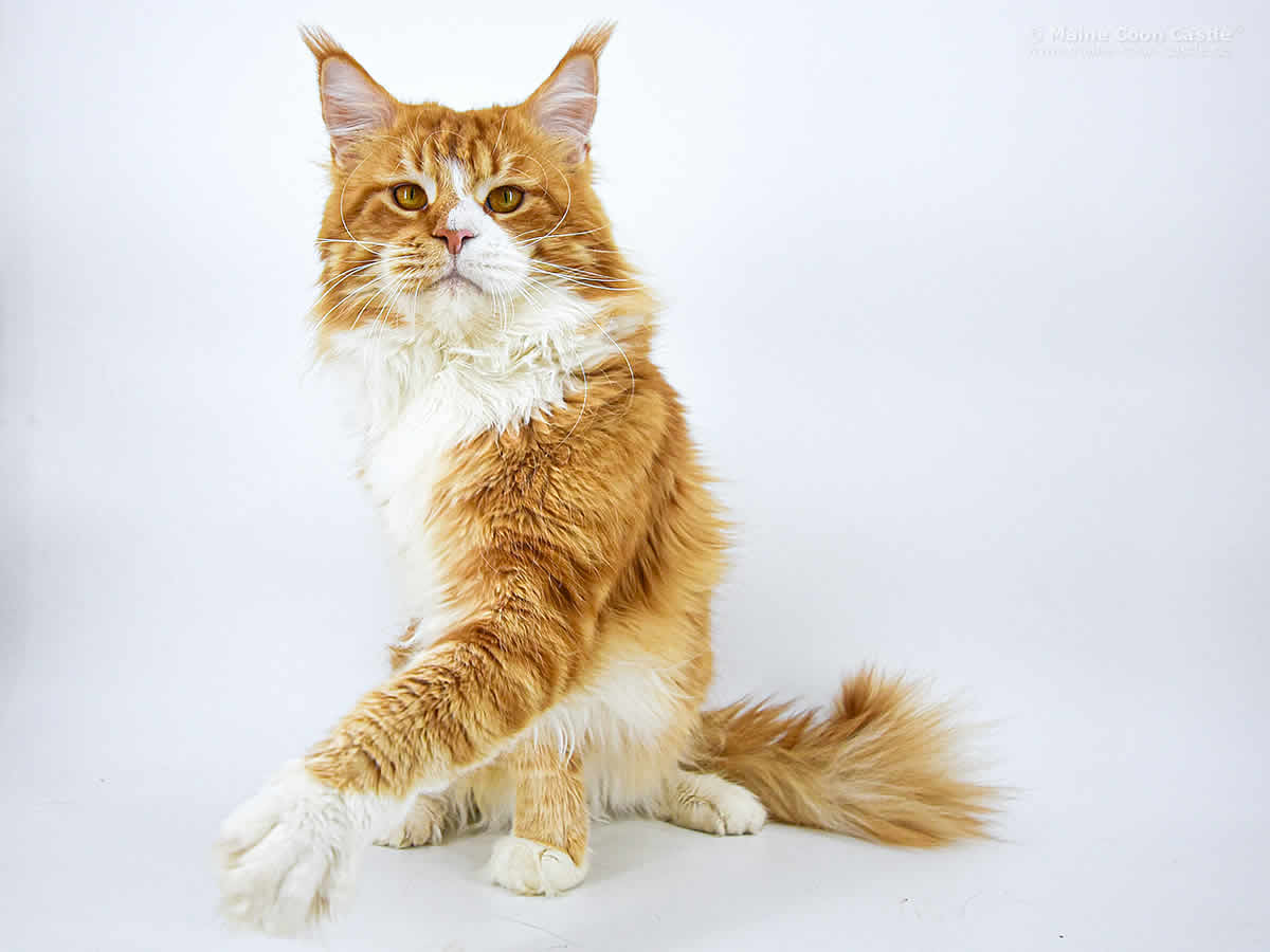 Alter Typ der Maine Coon