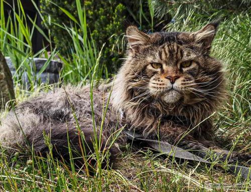 Yaron of Brenda’s Garden Yaron of Brenda’s Garden