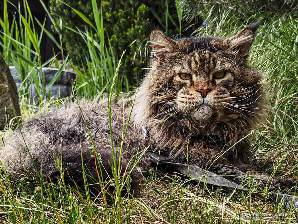Yaron of Brenda’s Garden
