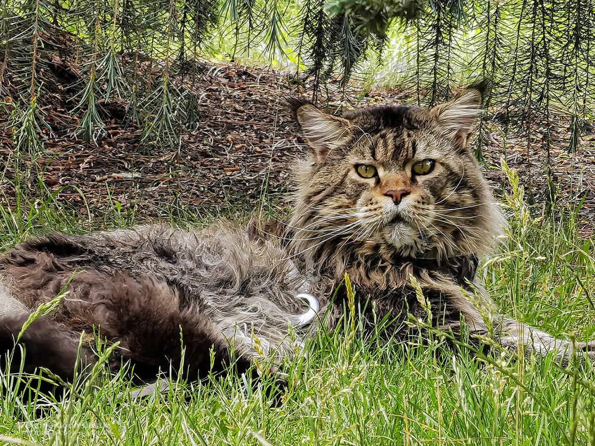 Maine Coon