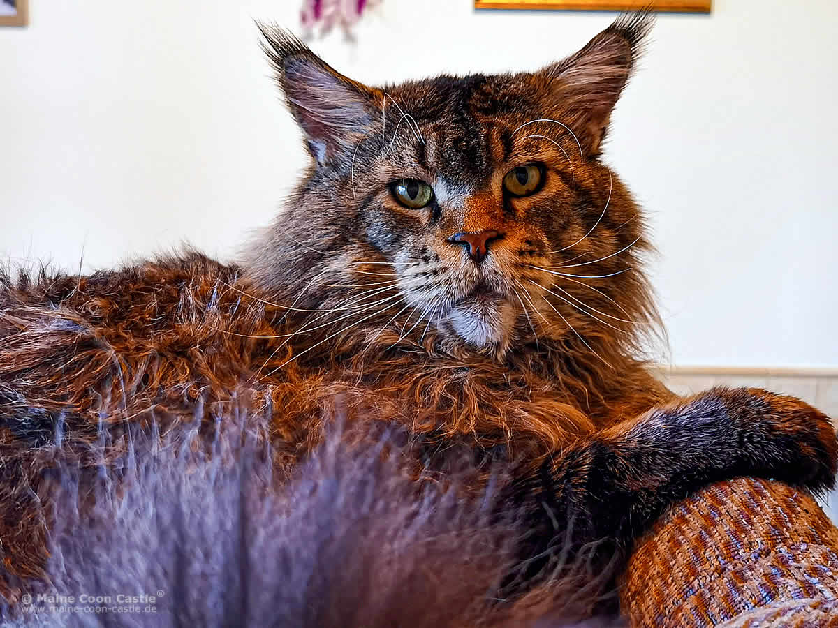 Yaron of Brendas Garden 11 Jahre alt Yaron of Brendas Garden 11 Jahre alt