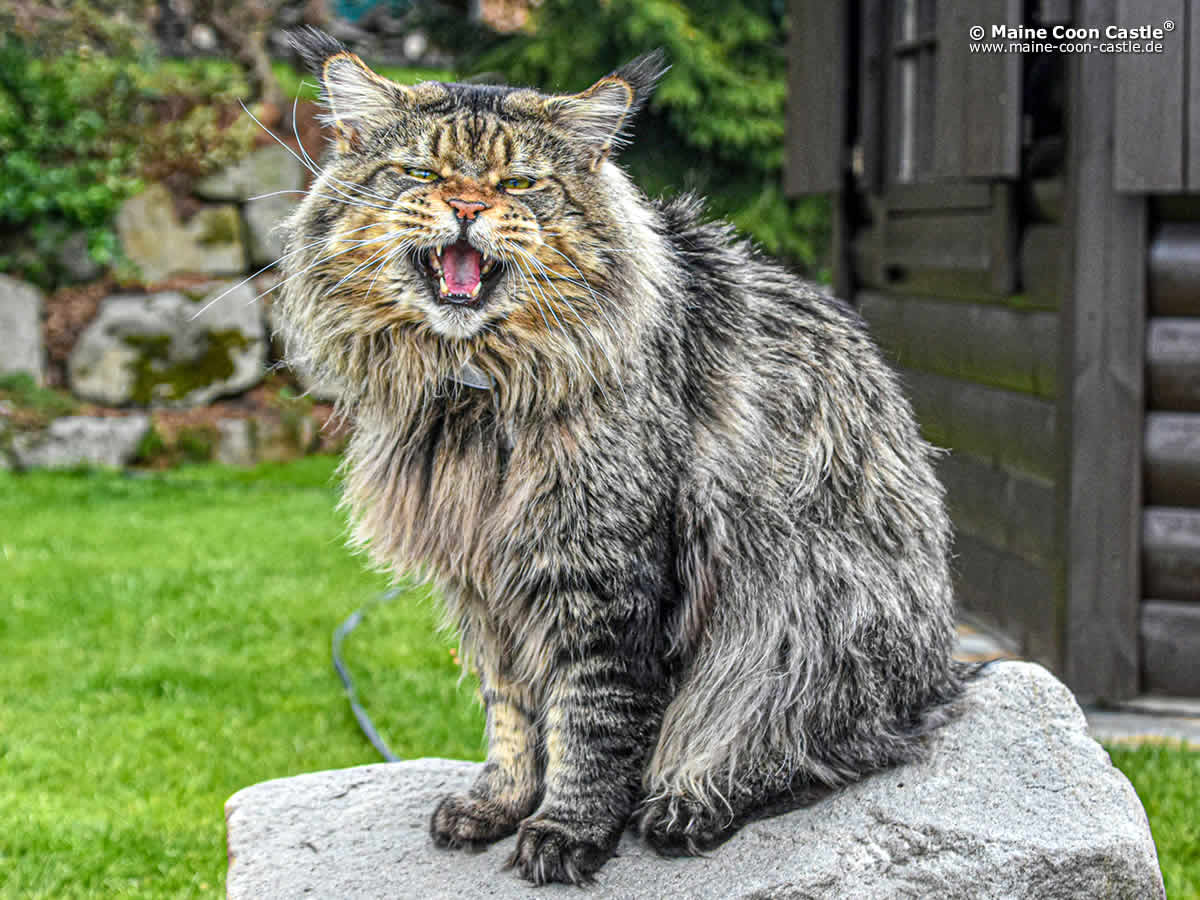 XXL Maine Coon Kater Yaron of Brendas Garden XXL Maine Coon Kater Yaron of Brendas Garden