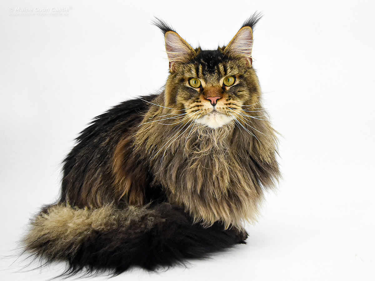 Zeno 11 Monate Maine Coon Kater