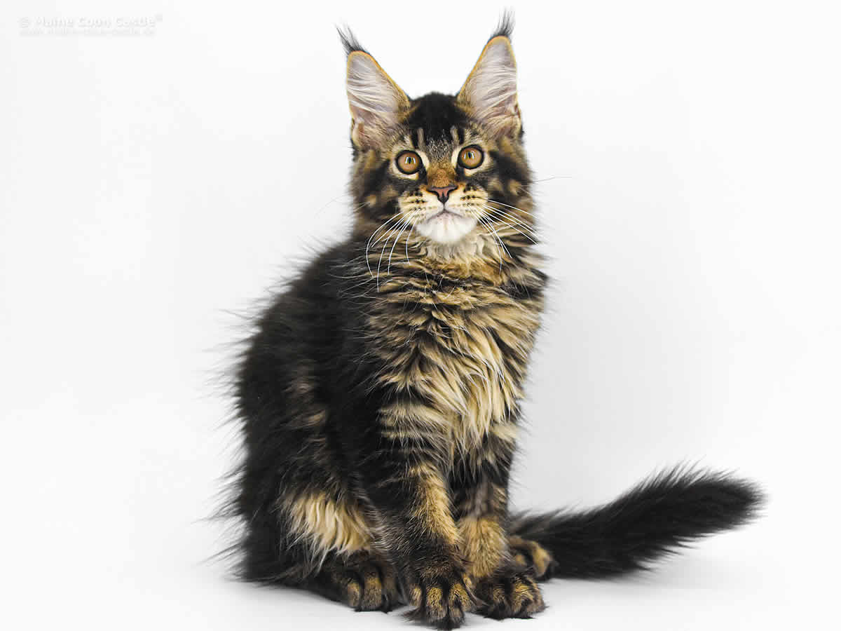 Zeno 13 Wochen Zeno 13 Wochen