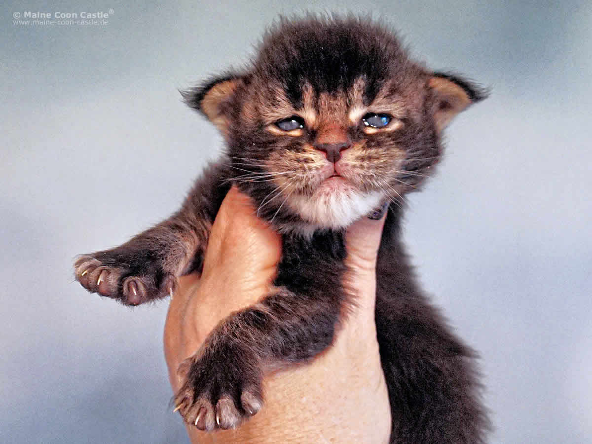 Zeno 2 Wochen Zeno 2 Wochen