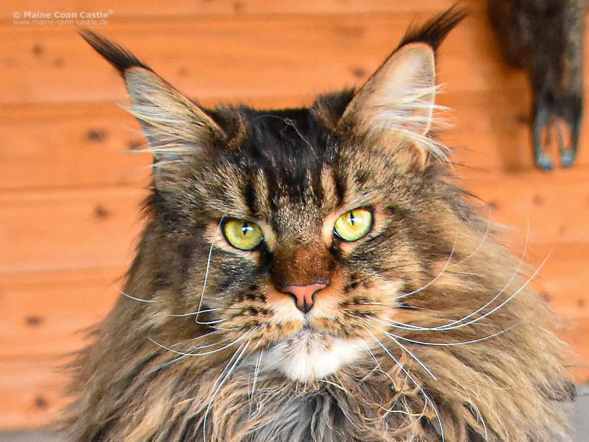 Zeno 1 Jahr und 2 Monate alt Maine Coon Zuchtkater Zeno 1 Jahr und 2 Monate alt