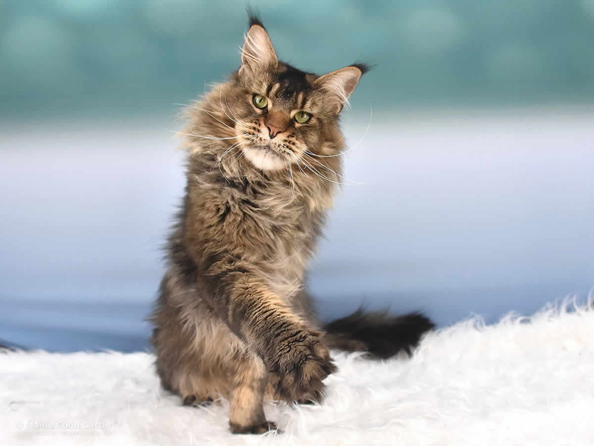 Zeno 2 Jahre und 4 Monate alt Maine Coon Kater Zeno of Maine Coon Castle Zeno 2 Jahre und 4 Monate alt