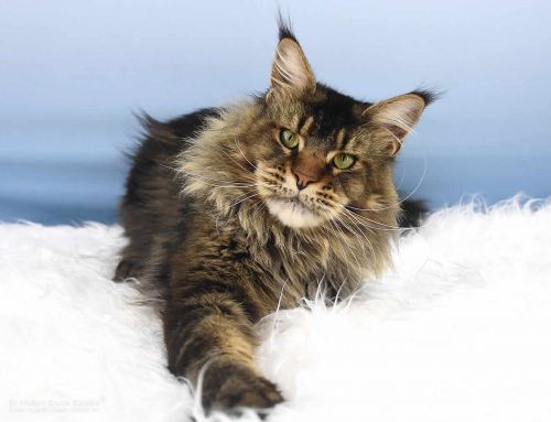 Zeno of Maine Coon Castle
