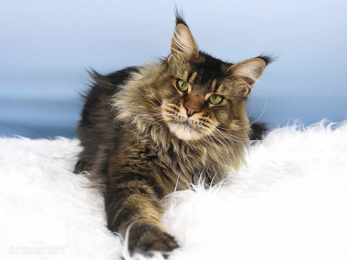 Zeno 2 Jahre und 4 Monate alt Zeno of Maine Coon Castle