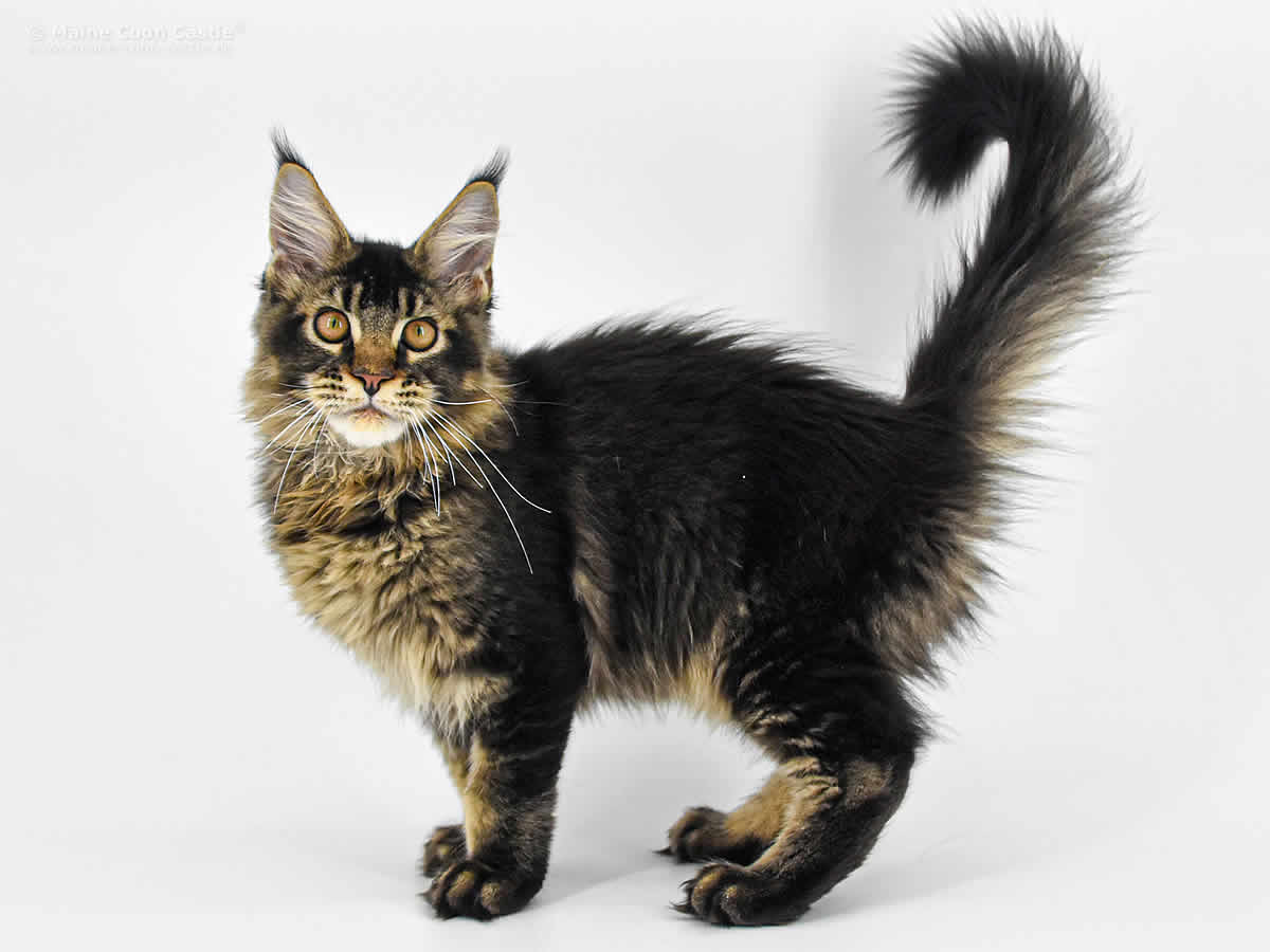 Zeno 4 Monate Zeno 4 Monate