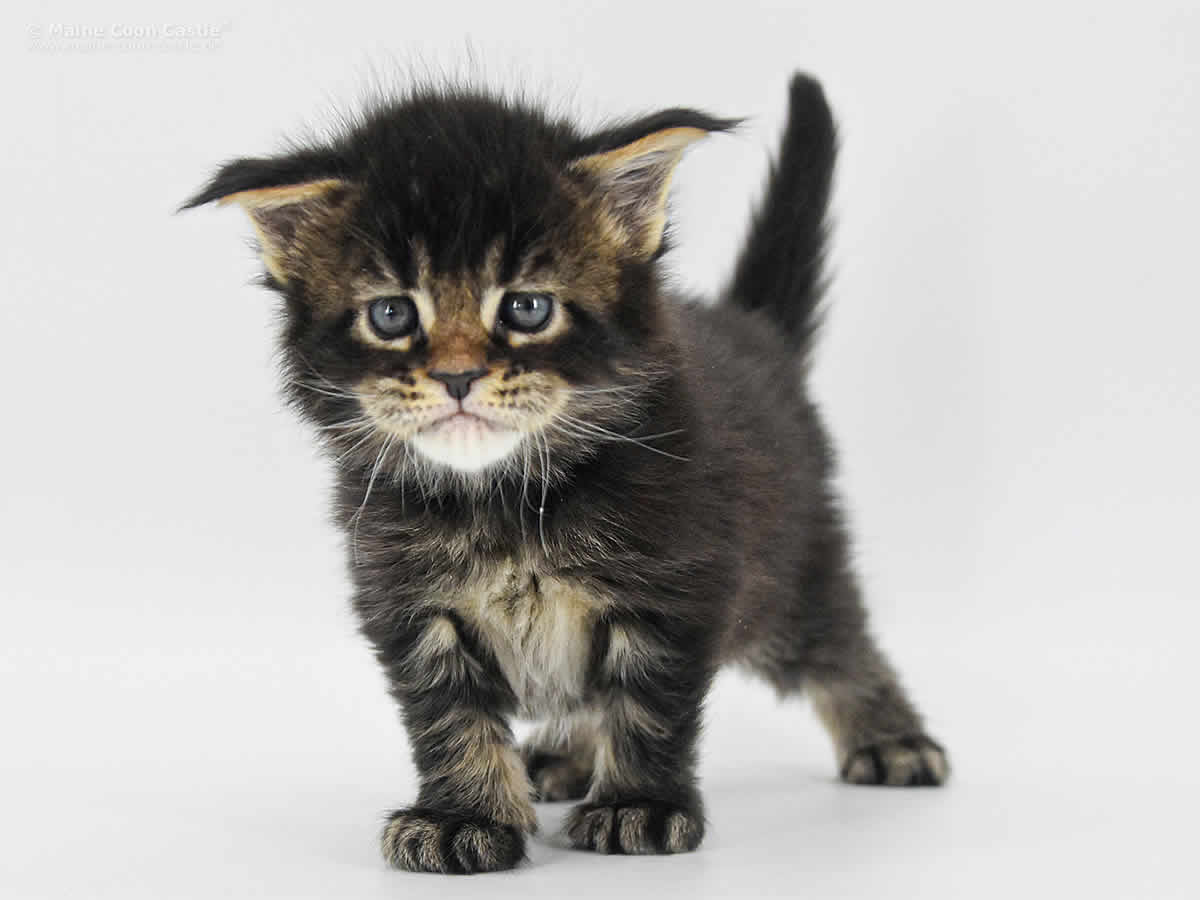 Zeno 4 Wochen Zeno 4 Wochen