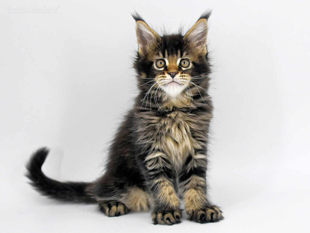 Zeno 8 Wochen Zeno 8 Wochen