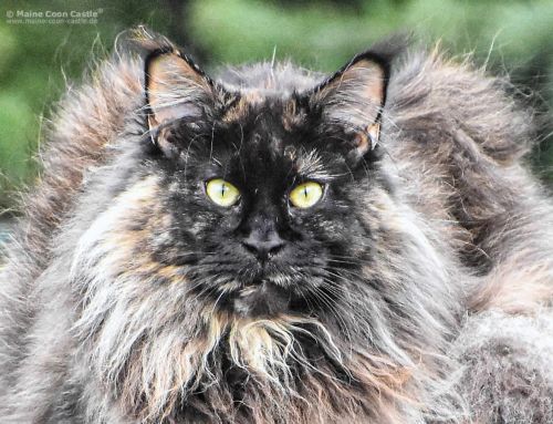 Anna of Maine Coon Castle
