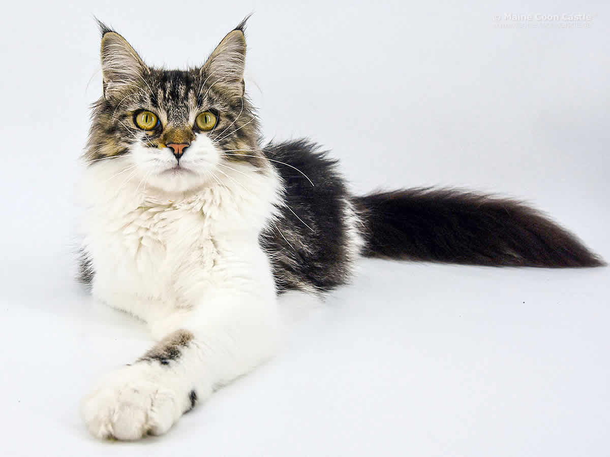 NightSilence Midnight Flower