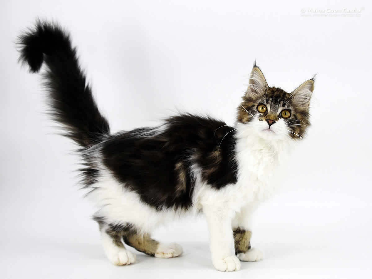 Night Silence Midnight Flower 4 Monate Night Silence Midnight Flower 4 Monate 1