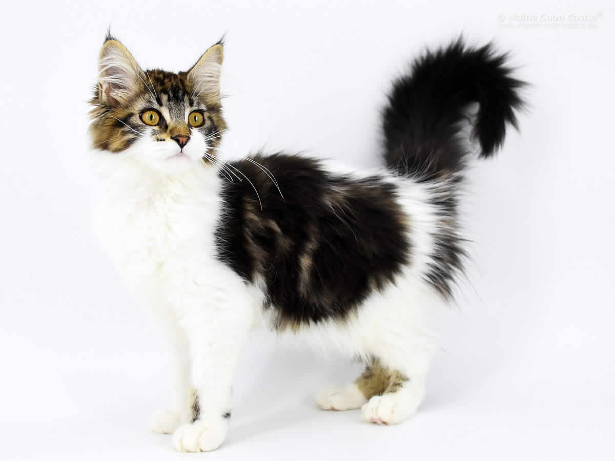 Night Silence Midnight Flower 4 Monate Night Silence Midnight Flower 4 Monate