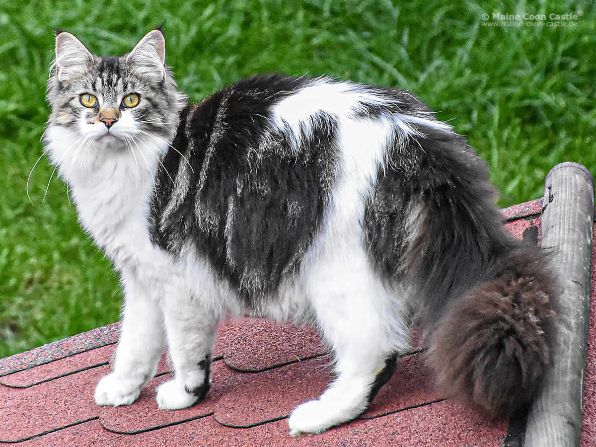 Night Silence Midnight Flower 9 Monate Night Silence Midnight Flower 9 Monate