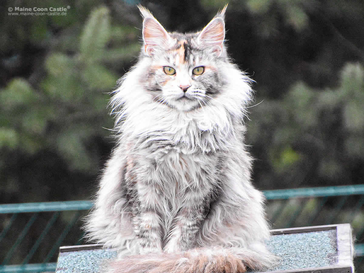 Maine Coon Katze Bloomingtree A3 Vendetta 1 Jahr 9 Monate