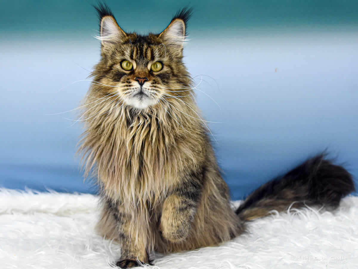 Elea 3 Jahre und 7 Monate alt Maine Coon Katze Elea of Maine Coon Castle 3 Jahre und 7 Monate alt