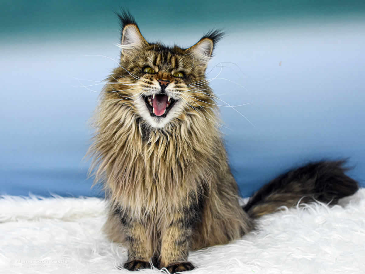 Elea 3 Jahre und 7 Monate alt Maine Coon Katze Elea of Maine Coon Castle 3 Jahre und 7 Monate alt