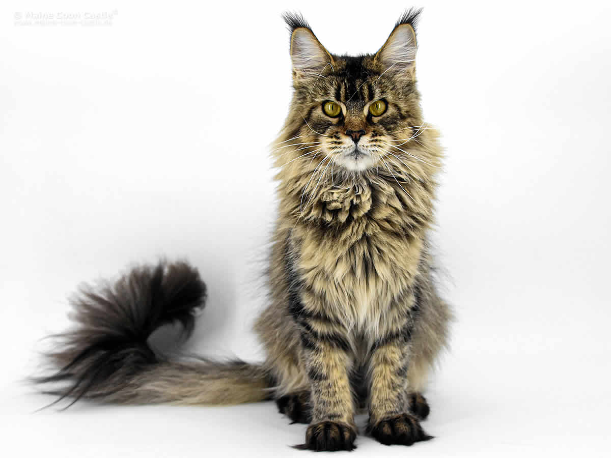Elea of Maine Coon Castle 1 Jahr 2 Monate Maine Coon Katze Elea of Maine Coon Castle 1 Jahr 2 Monate