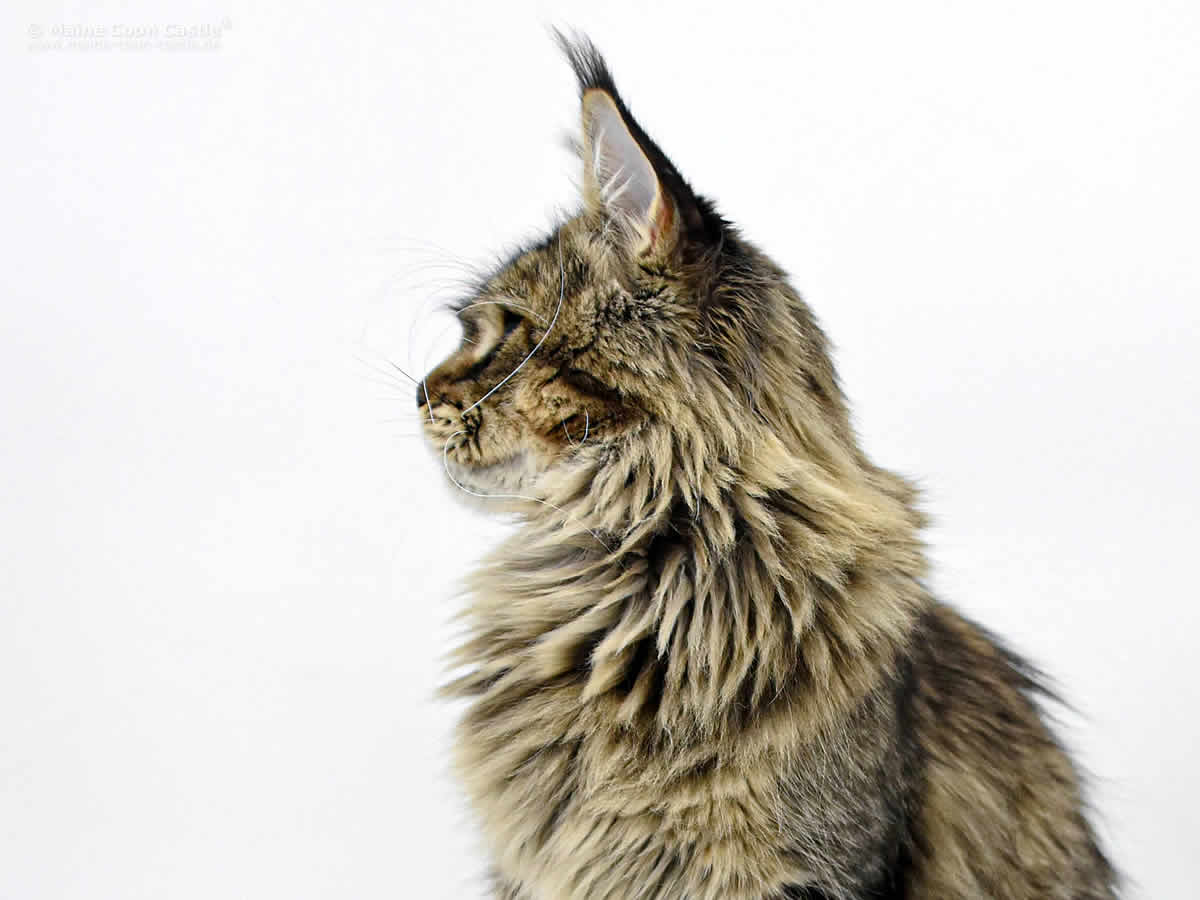 Elea of Maine Coon Castle 1 Jahr 2 Monate Elea of Maine Coon Castle 1 Jahr 2 Monate