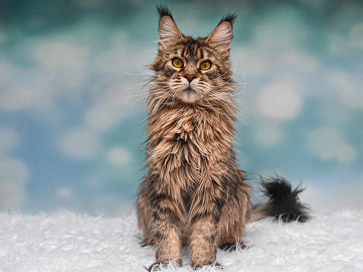 Elea of Maine Coon Castle 1 Jahr 8 Monate Maine Coon Katze Elea of Maine Coon Castle 1 Jahr 8 Monate