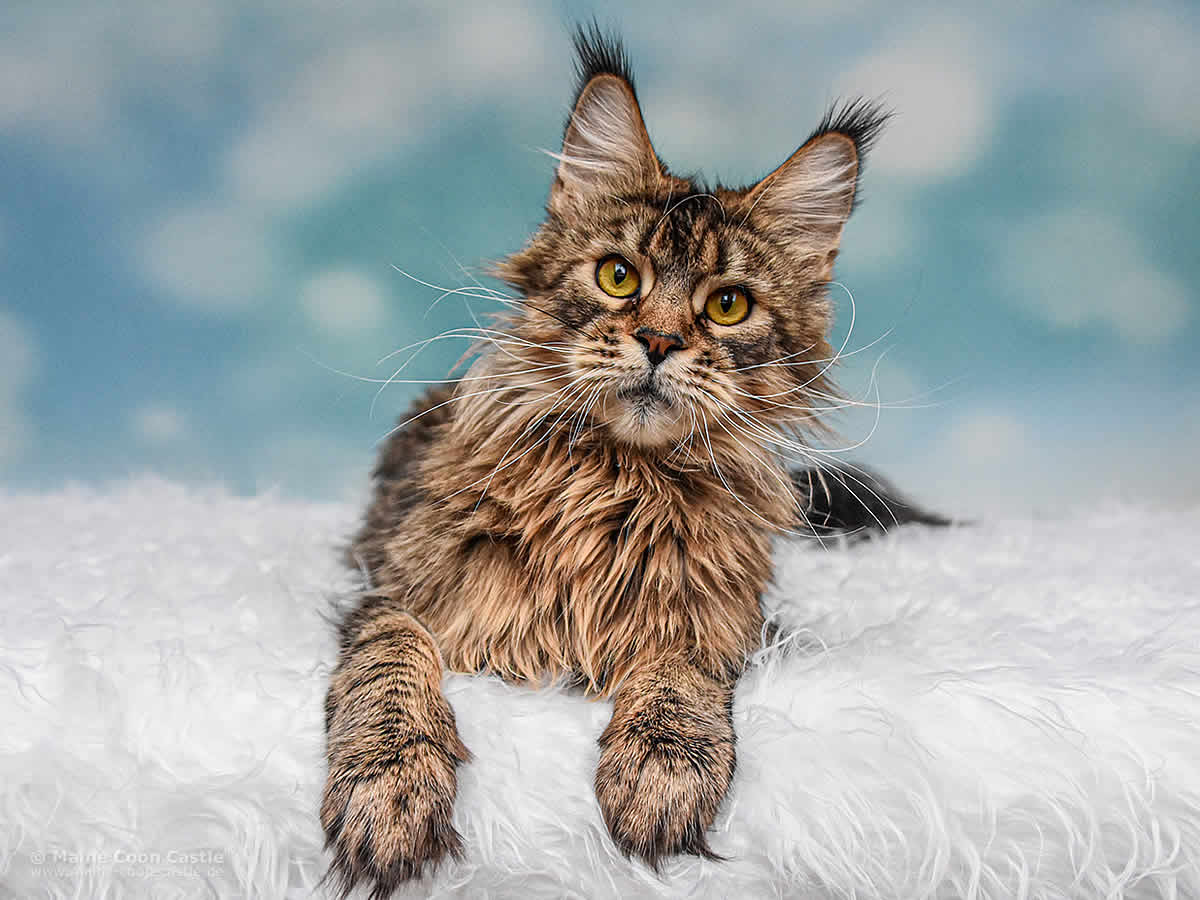 Elea of Maine Coon Castle 1 Jahr 8 Monate Maine Coon Katze Elea of Maine Coon Castle 1 Jahr 8 Monate