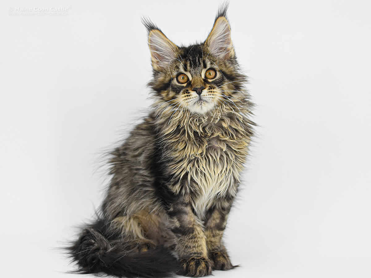 Elea of Maine Coon Castle 14 Wochen Elea of Maine Coon Castle 14 Wochen