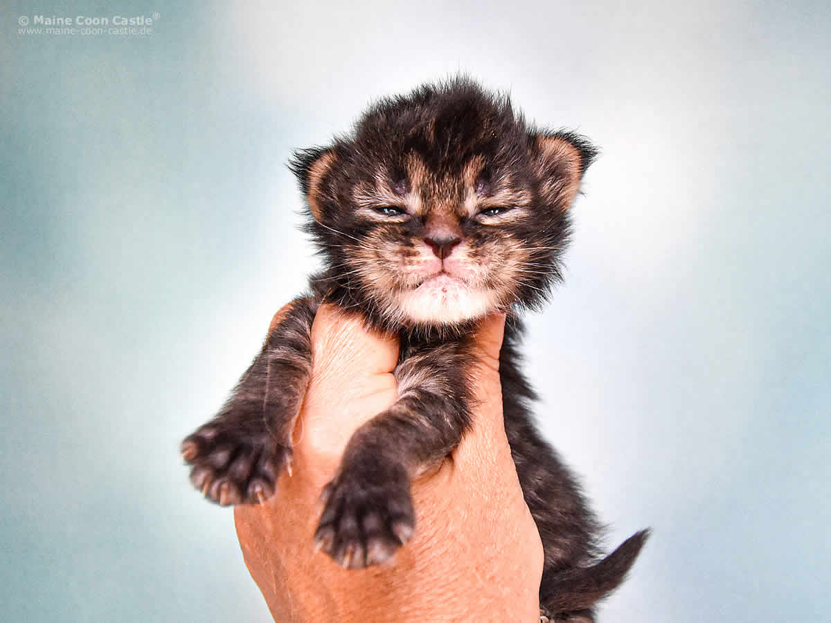 Elea of Maine Coon Castle 2 Wochen Elea of Maine Coon Castle 2 Wochen