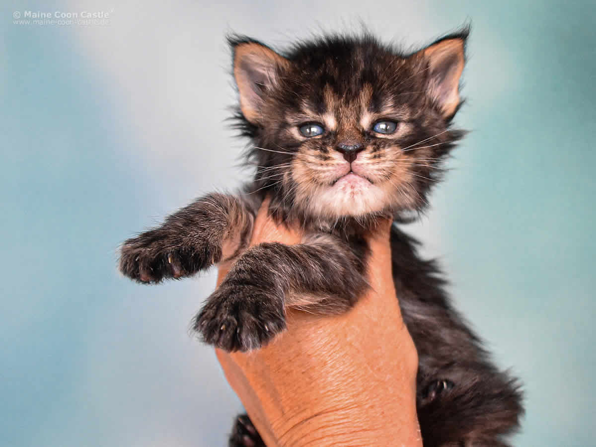 Elea of Maine Coon Castle 4 Wochen Elea of Maine Coon Castle 4 Wochen