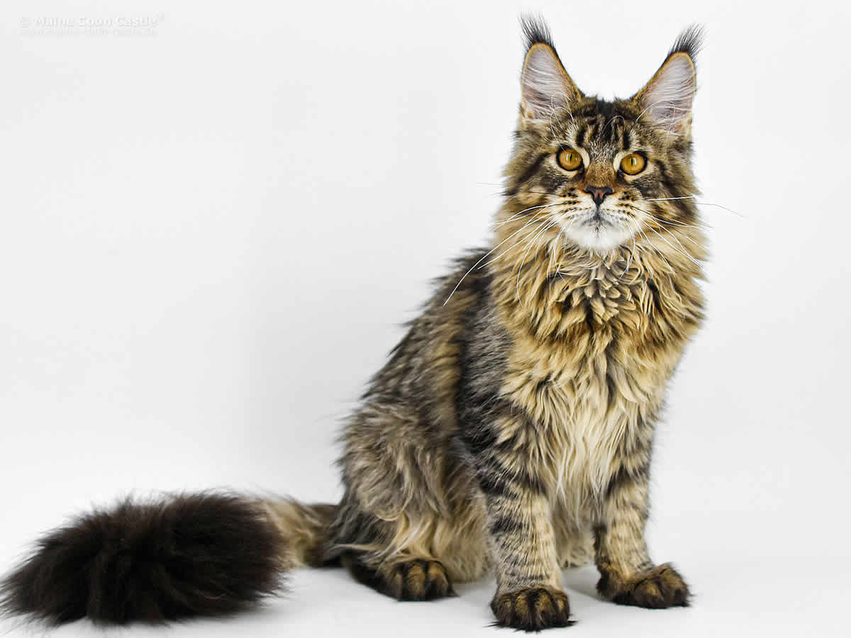 Elea of Maine Coon Castle 6 Monate Elea of Maine Coon Castle 6 Monate