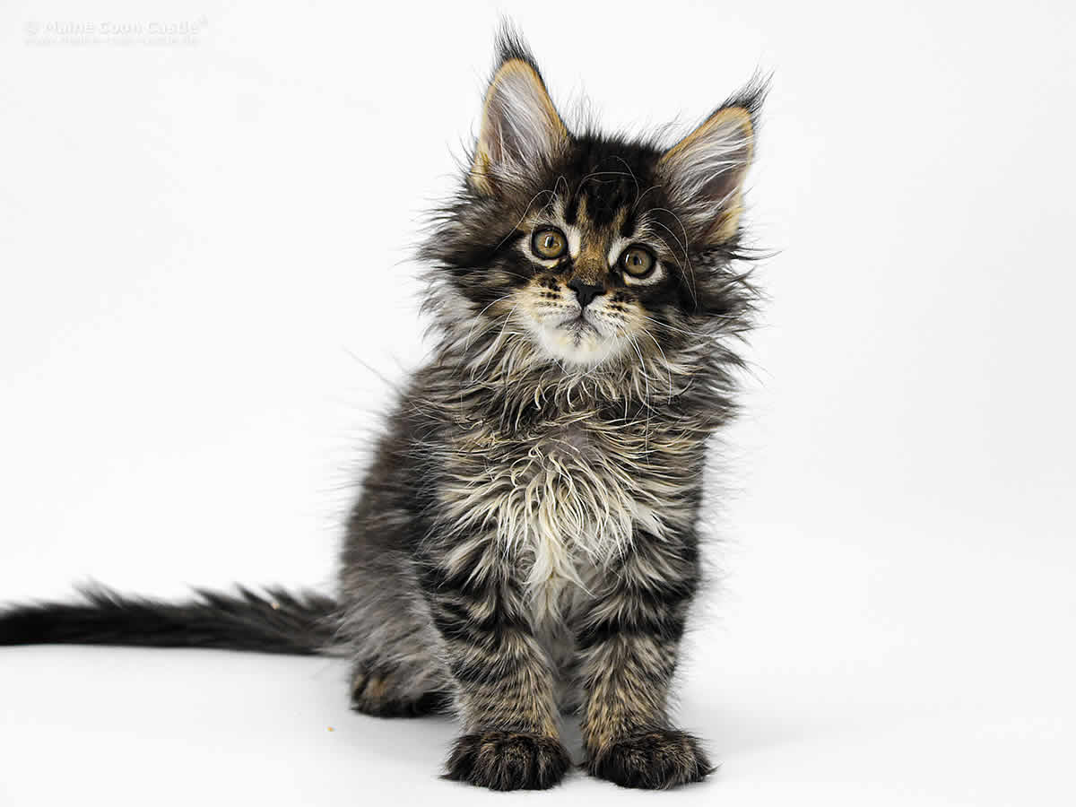 Elea of Maine Coon Castle 8 Wochen Elea of Maine Coon Castle 8 Wochen