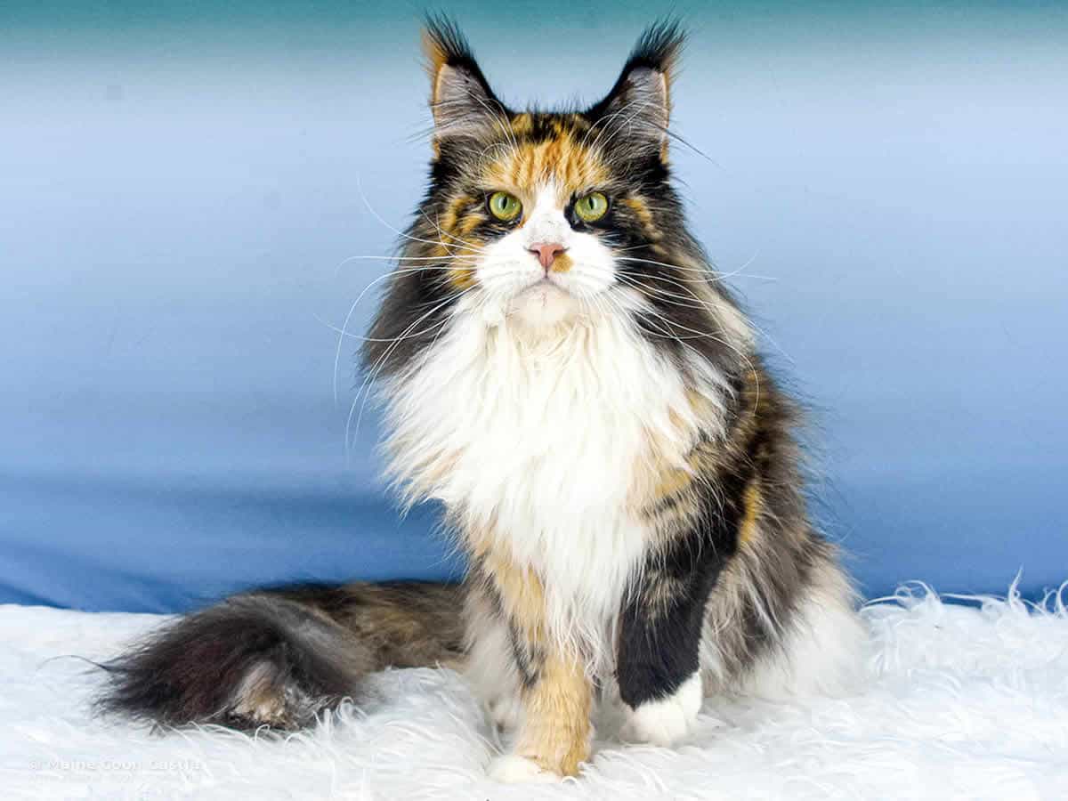 Elena of Maine Coon Castle