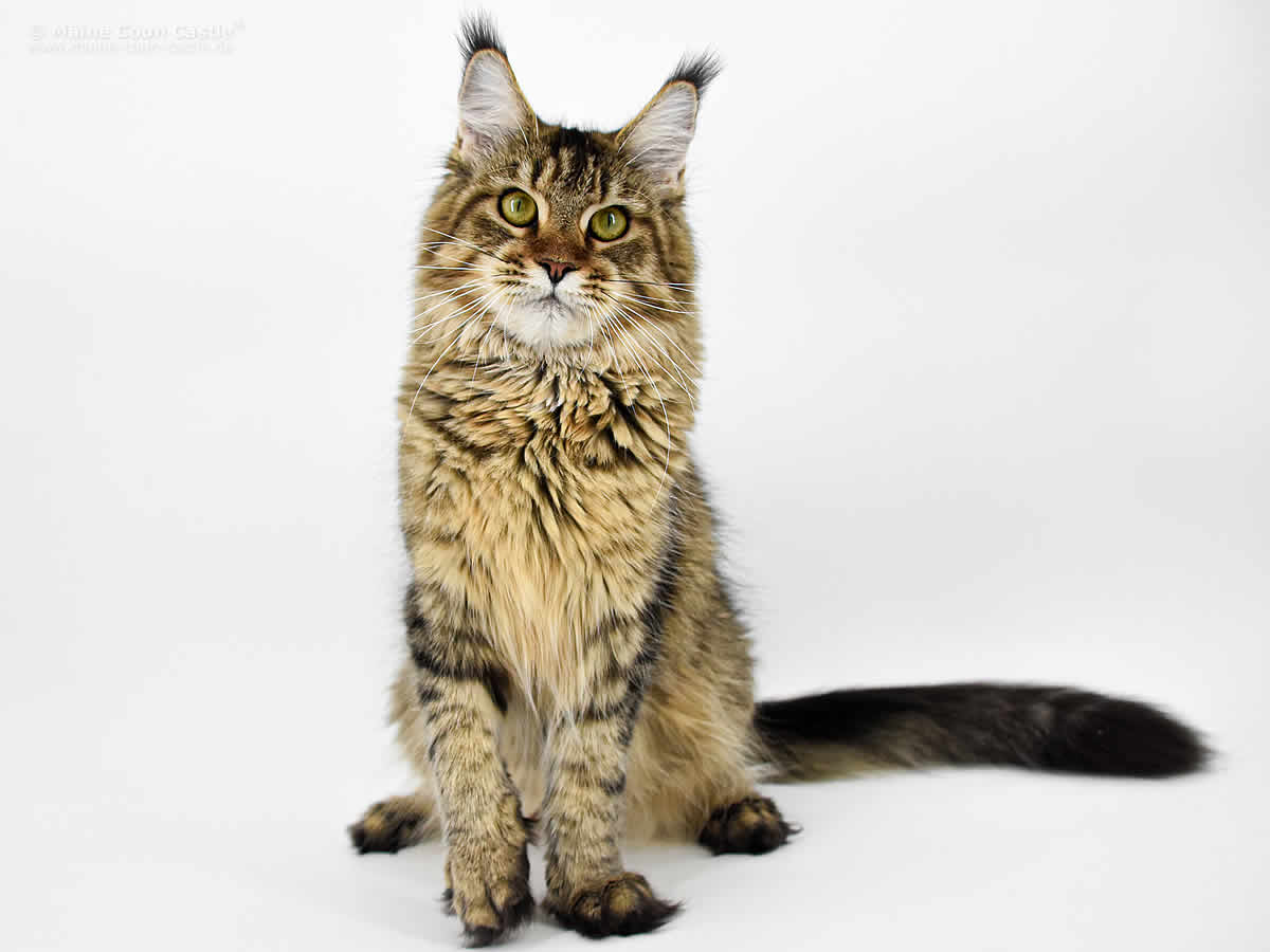 Evi of Maine Coon Castle