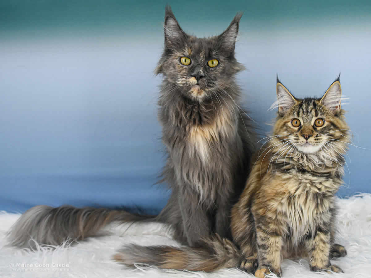 Midnightfire’s Ivette