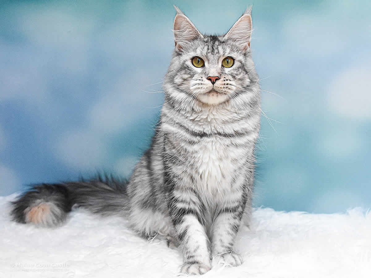 Kimy of Maine Coon Castle