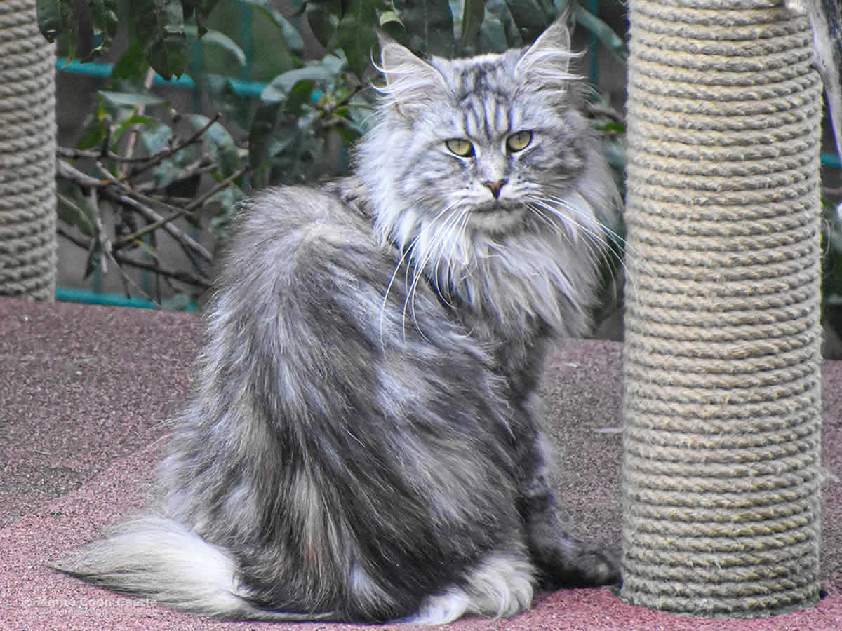 Kyra 2 Jahre und 3 Monate alt Maine Coon Katze Kyra 2 Jahre und 3 Monate alt