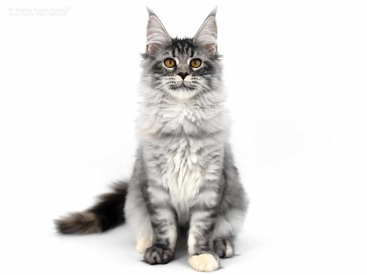 Kyra 4 Monate, 2810g Maine Coon Katze Kyra 4 Monate