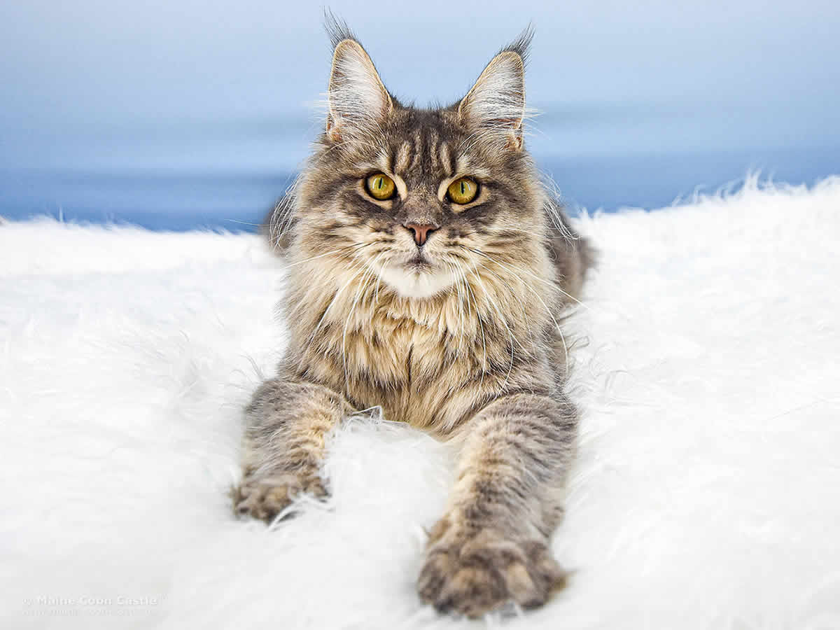 Lexy 11 Monate alt Maine Coon Katze Lexy of Maine Coon Castle 11 Monate alt