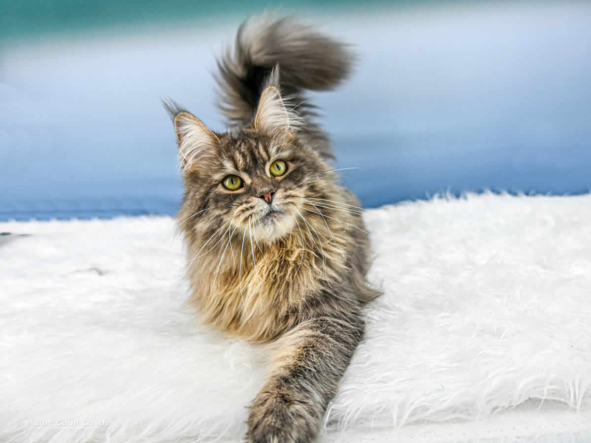 Lexy 2 Jahre und 5 Monate alt Maine Coon Katze Lexy of Maine Coon Castle 2 Jahre und 5 Monate alt