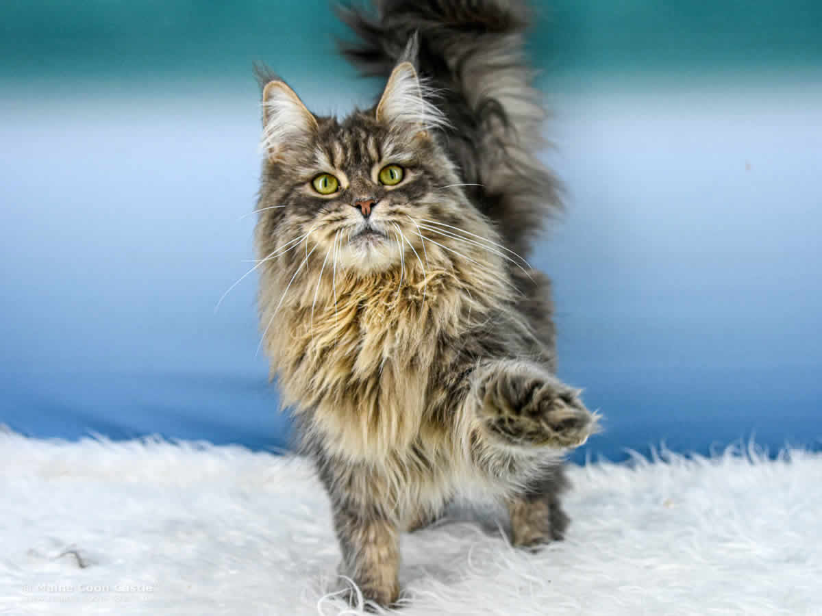 Lexy of Maine Coon Castle