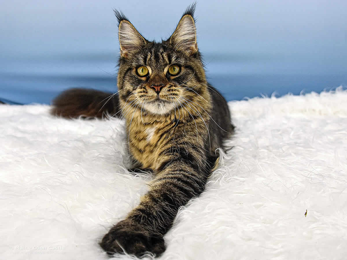 Lisa of Maine Coon Castle
