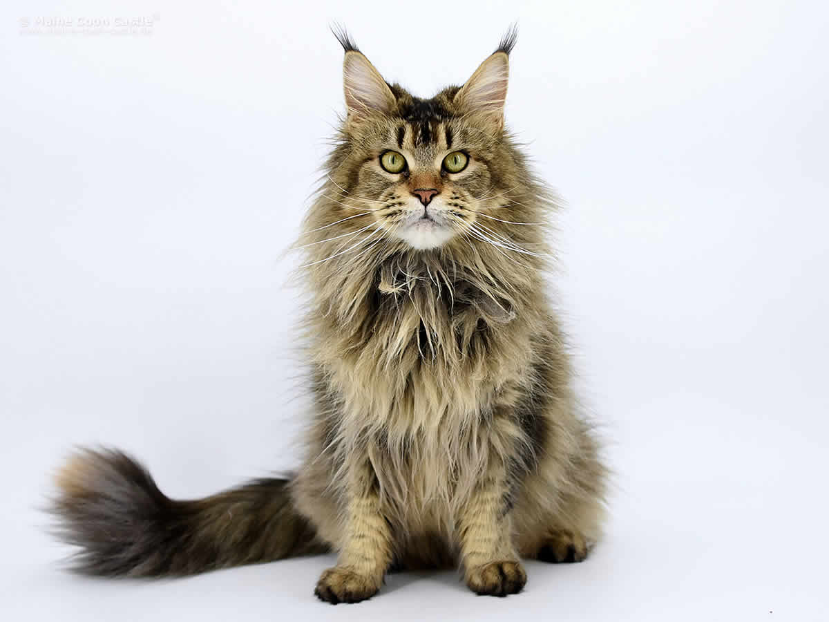 Nadja 2 Jahre 1 Monat Maine Coon Katze Nadja 2 Jahre 1 Monat 1