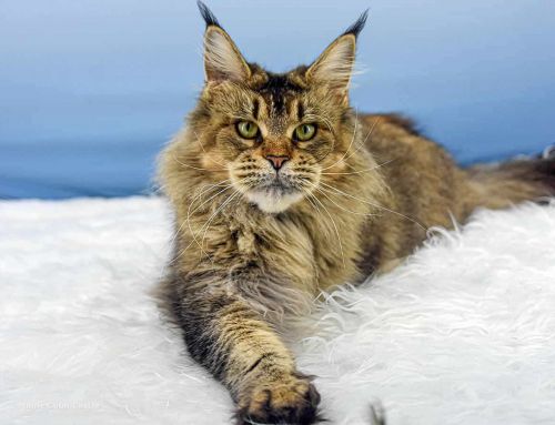 Nadja of Maine Coon Castle
