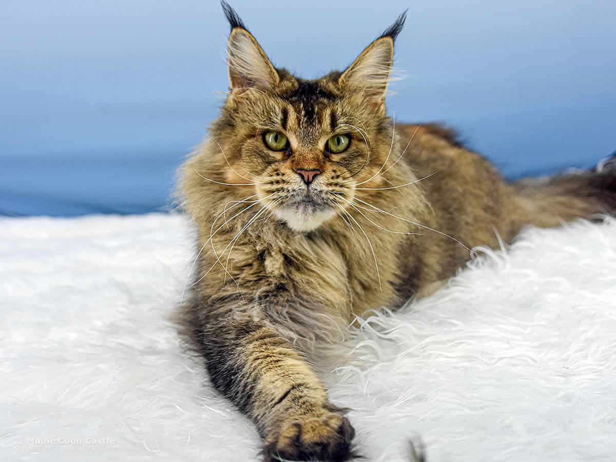 Maine Coon Katze Nadja 4 Jahre und 7 Monate alt
