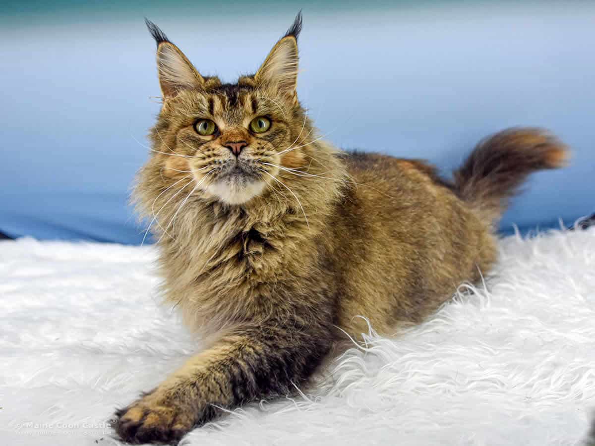 Nadja 4 Jahre und 7 Monate alt Maine Coon Katze Nadja 4 Jahre und 7 Monate alt